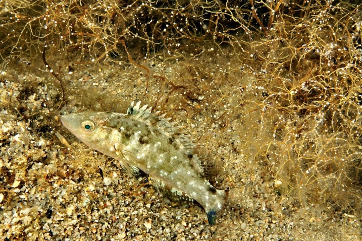 Labride (Symphodus cinereus)